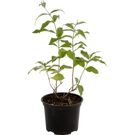 Буддлея Давида в сортах 1.5 л h15 см псалтирь пророка давида