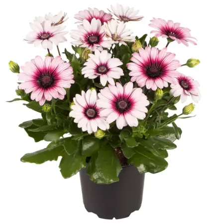 Остеоспермум ø13 h20 см максим алексеевич филатов растения самая умная энциклопедия