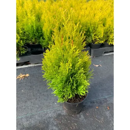 Туя западная Голден Брабант h20 см эдвин орр отдать себя без остатка богословие пробуждения