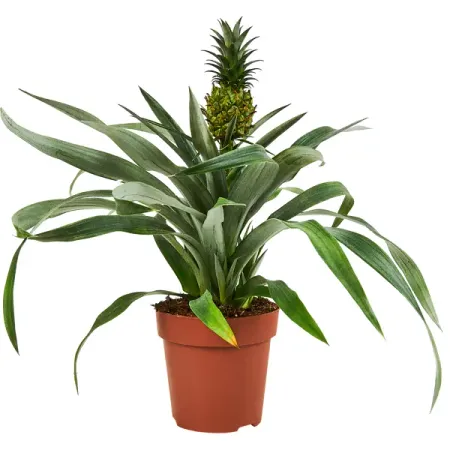 Ананас ø12 h35 см