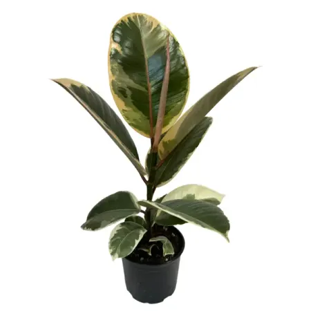 Фикус Тинеке ø10.5 h20 см