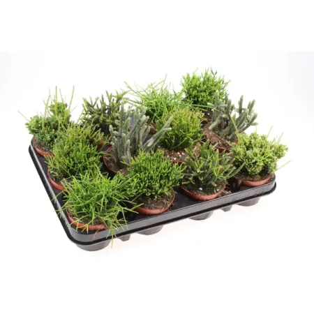 Рипсалис микс ø8 h10 см