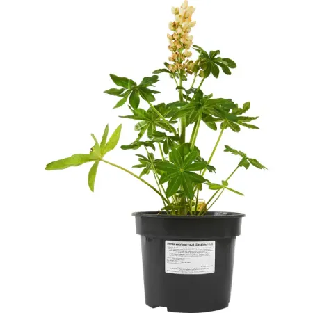 Люпин микс ø14 h50 см александра гививна гогоберидзе елена ивановна изотова блокнот педагога второй младшей группы детского сада познавательное развитие