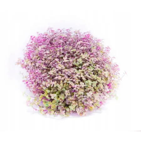 Каллизия розовая ø15 h25 см мифы центральной и южной америки майя ацтеки инки и другие