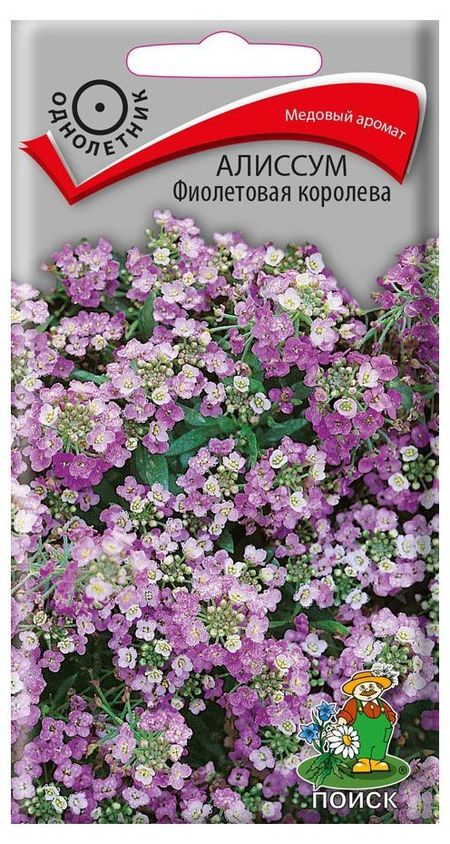 Семена Алиссум Поиск Фиолетовая королева, 0,3 г
