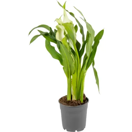 Калла микс 13x45 см