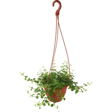 Пеперомия Мелколистная ø15 h25 см миниатюрные пустые пластиковые коробочки для гроба 2 шт