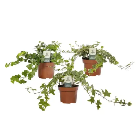 Хедера микс ø13 h30 см гэри чепмен одной любви недостаточно 12 вопросов на которые нужно ответить прежде чем решиться на брак