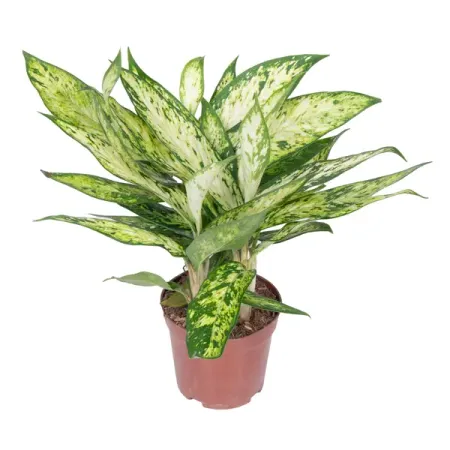 Диффенбахия Брайт Стар ø11 h15 см рэйчел брайт беспокойный динозавр