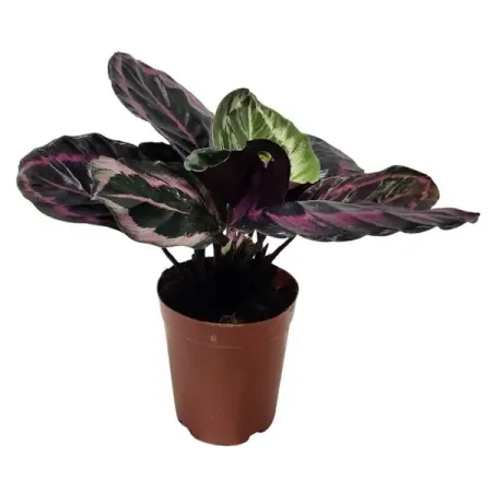 Калатея Ред Вайн ø10 h20 см