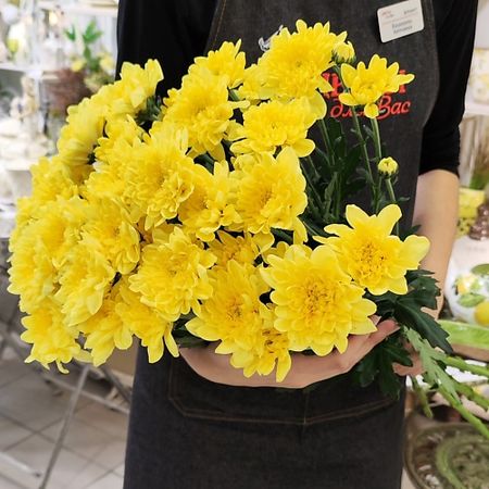 Букет живых цветов ЦВЕТЫ ДЛЯ ВАС Букет из 9 кустовых хризантем желтых букет живых ов fantasy гигант из хризантем