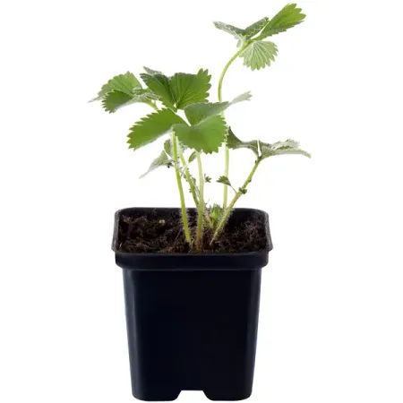 Рассада «Земляника традиционная», в контейнере искусственные красные ягоды holly