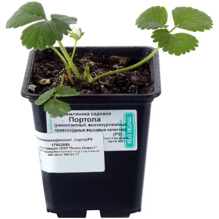 Рассада Земляника ремонтантная в контейнере искусственные красные ягоды holly