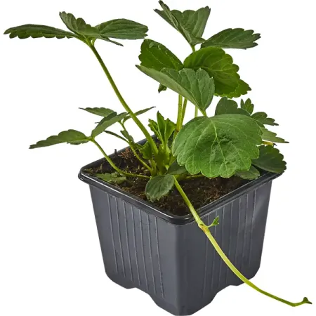 Земляника Эльсанта 8x7 см фрукты и ягоды мои первые наклейки 1