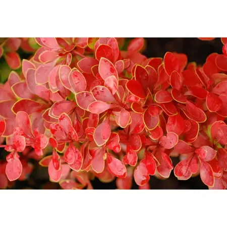 Барбарис Тунберга Коралл ø17 h30 см