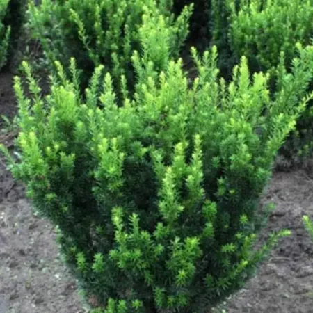 Тис средний Грин Маунтан h20 - 25 см резиновая статуэтка средний палец