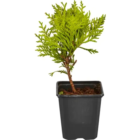 Туя западная Мириам ø9 h15 см копия серебряной монеты дании 1 крона 1618 года