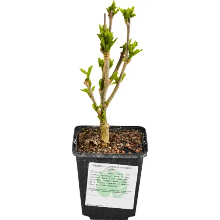 Гибискус сирийский микс ø9 h15