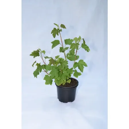 Смородина белая микс ø21.5 h50 см