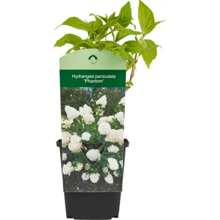 Гортензия метельчатая микс h15