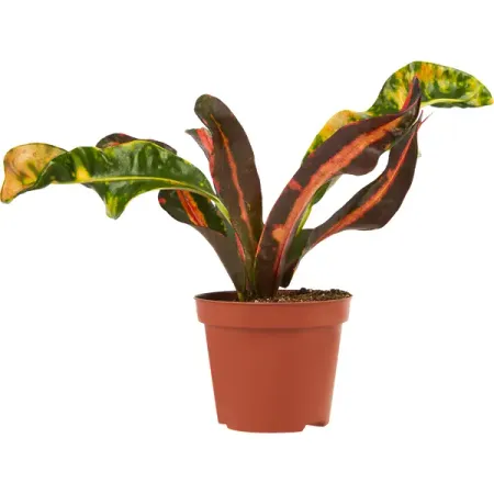 Кротон микс ø8 h20 см андрей владимирович гребенюк россия восхождение от княгини ольги до петра великого