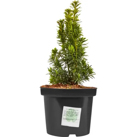 Тис ягодный Давид h20 - 40 см patuopro 21в бесщёточный триммер для живой изгороди