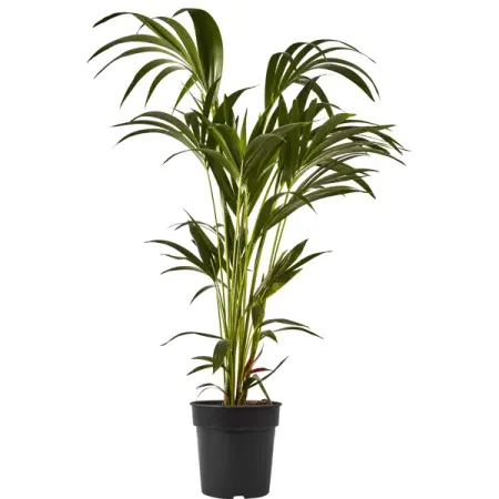 Дипсис Декари ø21 h75-85 см