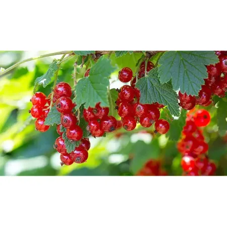 Смородина красная h15 см