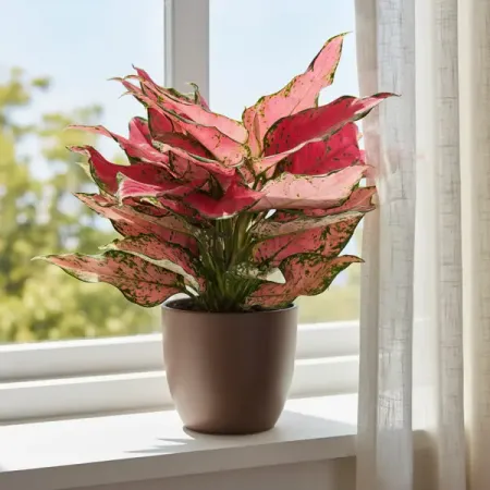 Аглаонема Фул Ред ø14 h35 см магнит на холодильник флаги восточной азии eqjjypoc