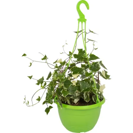 Крестовник в кашпо ø21 h35 см элинор портер поллианна поллианна вырастает