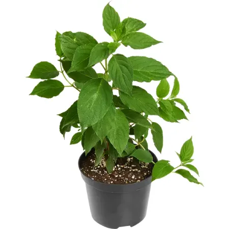 Гортензия метельчатая ø19 h40 см