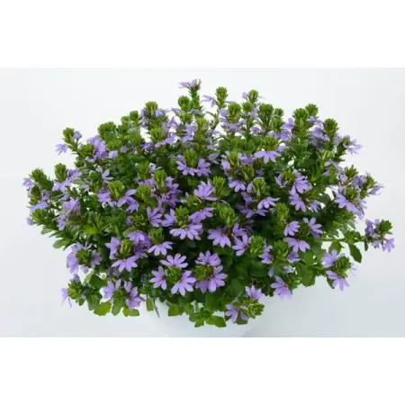 Сцевола микс в кашпо ø25 h15 см фредерик брукс мифический человеко месяц или как создаются программные системы