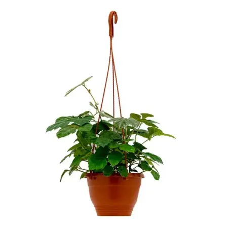 Циссус Антарктический ø21 h30 см марина викторовна телюкина лекции по конкурсному праву особенная часть судебные процедуры