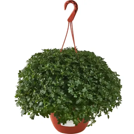 Хризантема микс ø25 h22 см общественно политические парадигмы и развилки в xx веке запад и россия