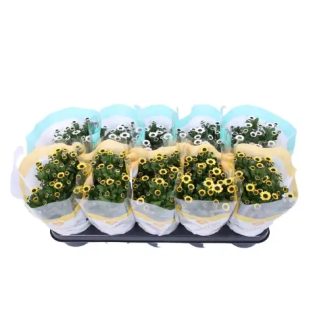 Хризантема Инь-ян ø12 h30 см искусственные ы laurelchow шелк хризантема маргаритка кореопсис гербера