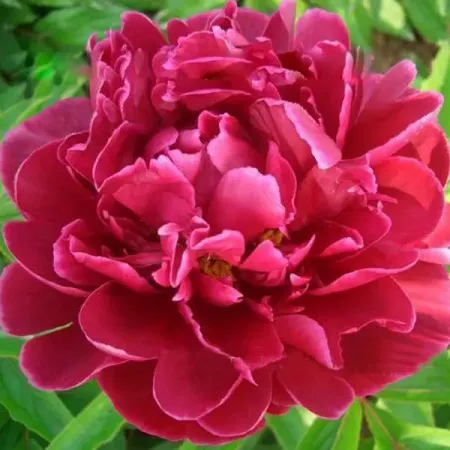 Пион китайский травянистый микс ø9.2 h36 см