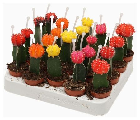 Живое растение Кактус Гимнокалициум микс в ассортименте в горшке d 5,5 h 15 см, 1 шт