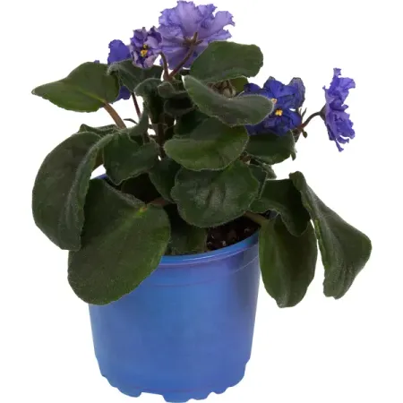 Сенполия ø10 h20 см вещество весны стихи