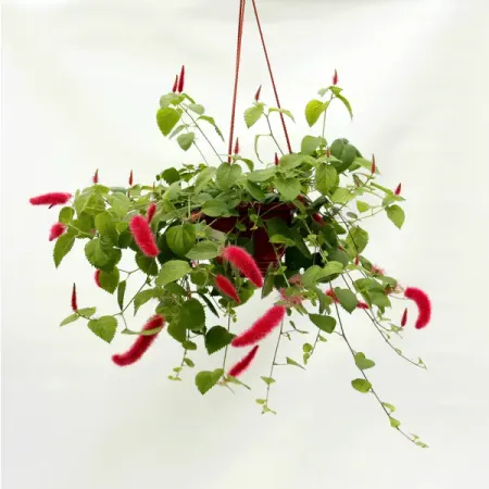 Акалифа в кашпо o15 h30 см дара манлер таро уэйта со всех сторон глубинное значение прямых и перевернутых карт