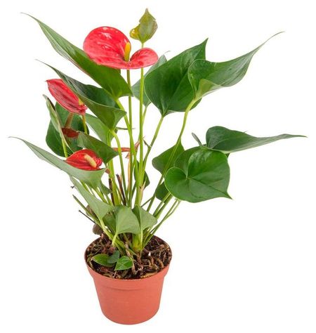 Живое растение Антуриум Карма Миллион красный в горшке d 12 h 47 см, 1 шт