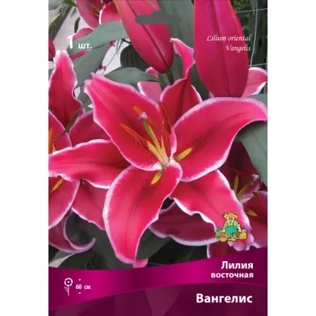 Лилии восточные Вангелис луковица 16/18 ярко розовые фольгированные шары microplush