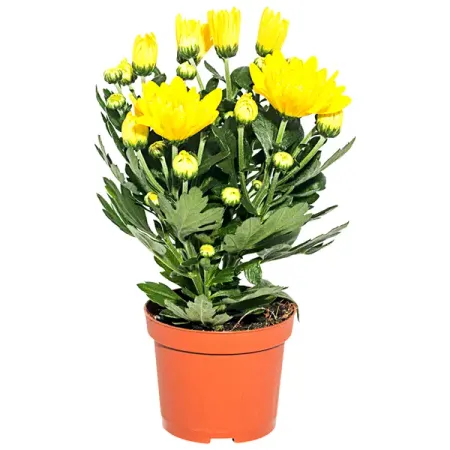 Хризантема микс 9x22см