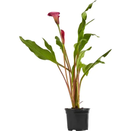 Калла ø12 h25 см лиззи пэйдж место которое зовется домом