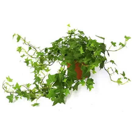 Плющ хедера ø12 h25 см