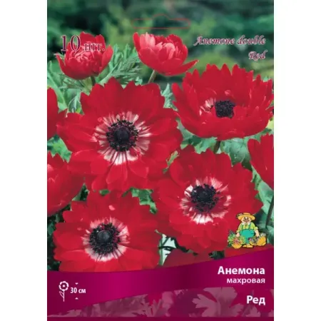 Анемона махровая Ред луковица 5/6