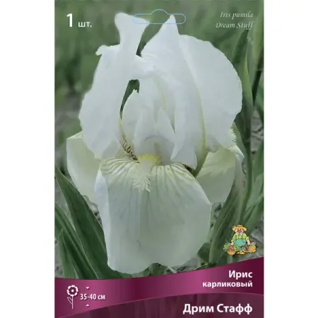 Ирис карликовый Дрим Стафф