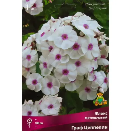 Флокс метельчатый Граф цеппелин луковица I