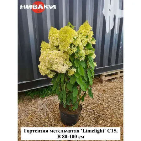 Гортензия метельчатая Лайм Лайт ø30 h80 - 100 см фредерик брукс мифический человеко месяц или как создаются программные системы