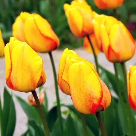 Тюльпан дарвинов гибрид Блашинг Апельдорн, 3 шт.