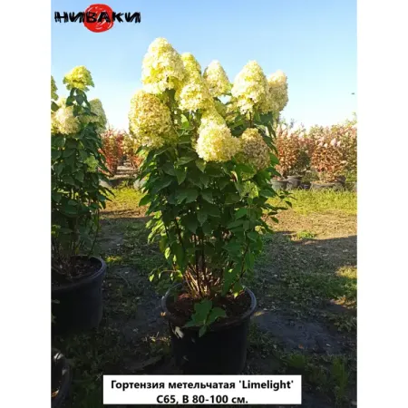 Гортензия метельчатая Лайм Лайт ø70 h80 - 100 см фредерик брукс мифический человеко месяц или как создаются программные системы